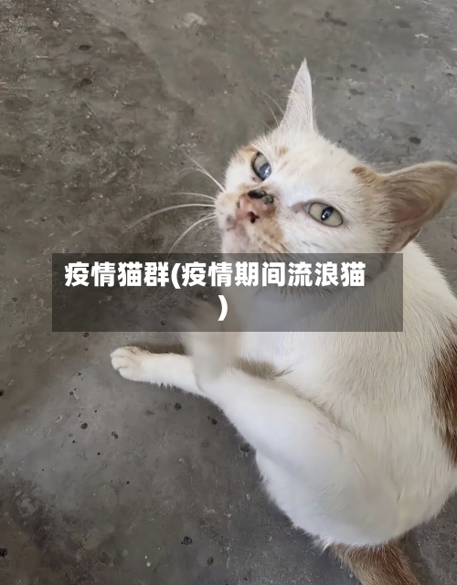 疫情猫群(疫情期间流浪猫)-第2张图片