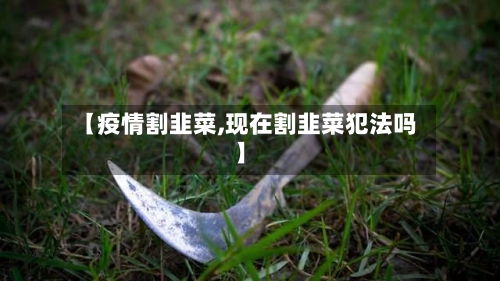 【疫情割韭菜,现在割韭菜犯法吗】