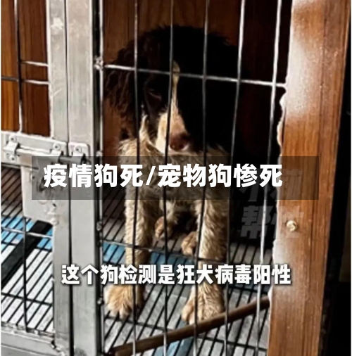 疫情狗死/宠物狗惨死-第2张图片
