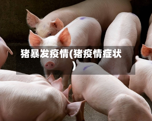 猪暴发疫情(猪疫情症状)
