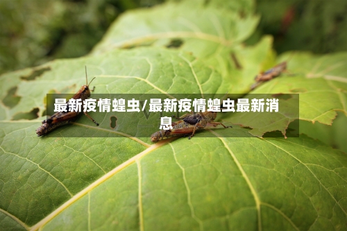 最新疫情蝗虫/最新疫情蝗虫最新消息