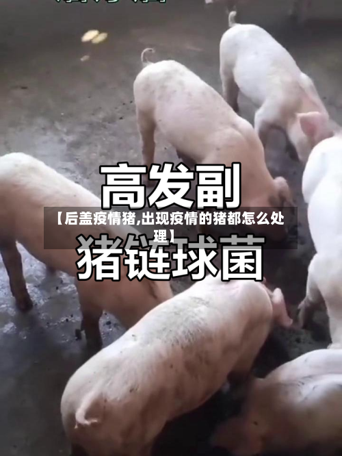 【后盖疫情猪,出现疫情的猪都怎么处理】-第3张图片