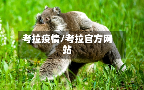 考拉疫情/考拉官方网站
