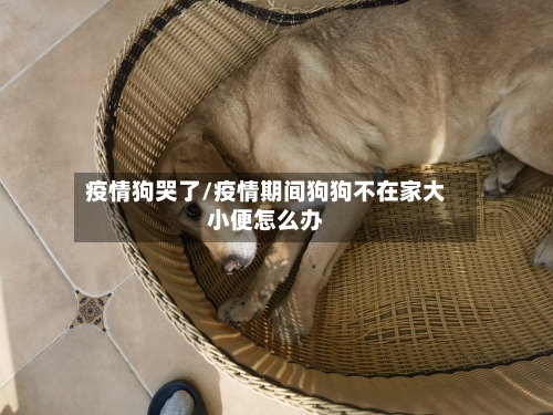 疫情狗哭了/疫情期间狗狗不在家大小便怎么办-第3张图片