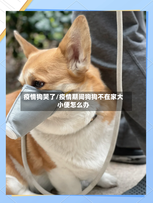 疫情狗哭了/疫情期间狗狗不在家大小便怎么办
