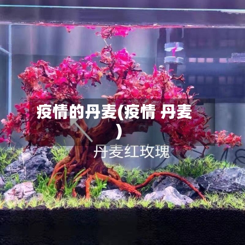 疫情的丹麦(疫情 丹麦)