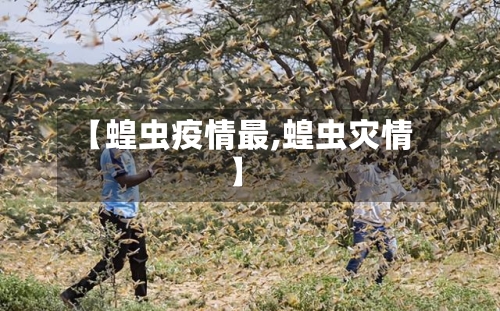 【蝗虫疫情最,蝗虫灾情】