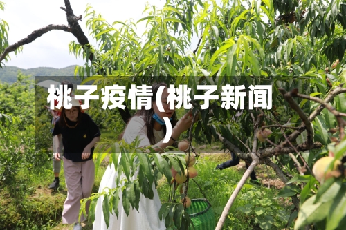 桃子疫情(桃子新闻)
