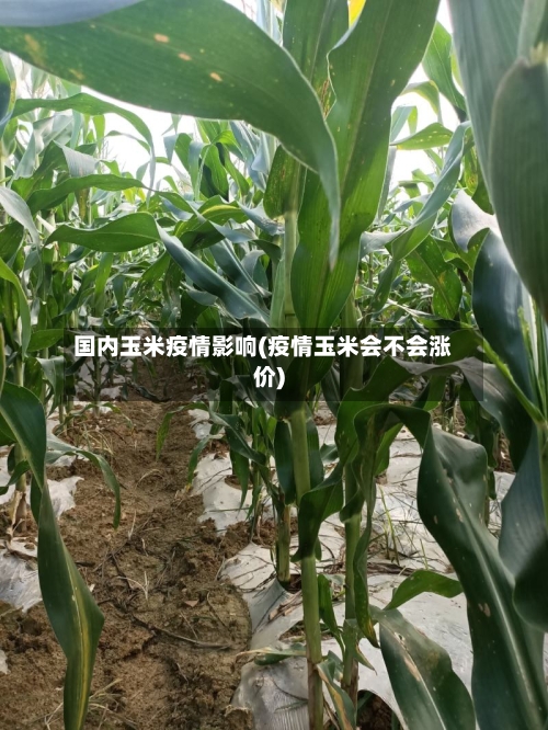 国内玉米疫情影响(疫情玉米会不会涨价)