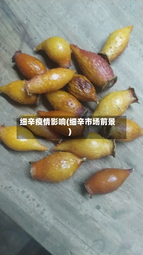 细辛疫情影响(细辛市场前景)